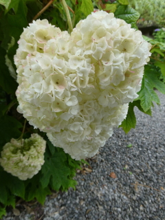 ハート形の紫陽花(2)