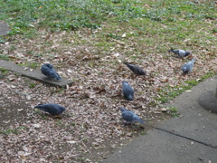 鳩の餌探し