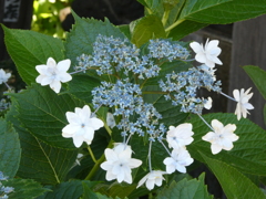墨田の花火