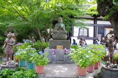 紫陽花極楽浄土(4)