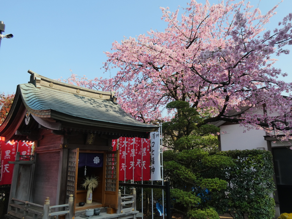 密蔵院大黒天堂と安行寒桜