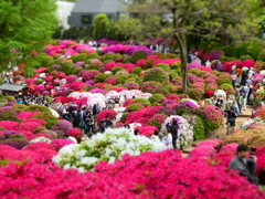 根津神社のつつじ(2)