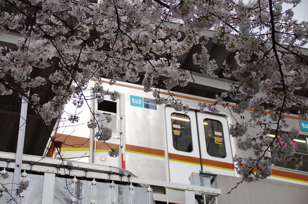 懐かしの7000系と桜