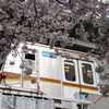 懐かしの7000系と桜