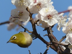 令和８年湯島天神のウメジロ(５)