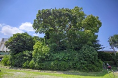 川越城富士見櫓跡（横）
