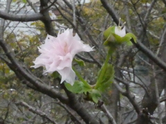 十月桜？(2)
