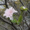 十月桜？(2)