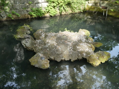亀の島