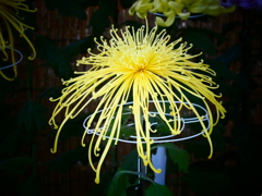 管物菊(黄)