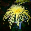 管物菊(黄)