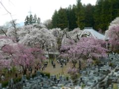 枝垂桜ほぼ全景(ジオラマ風)