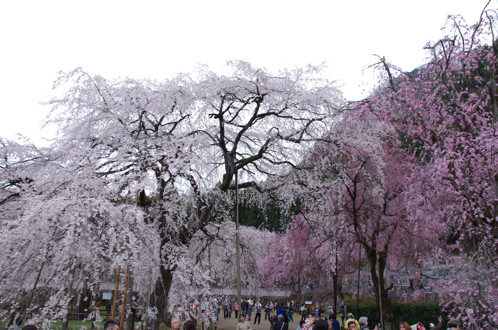 紅白桜