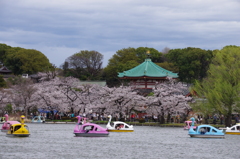 春の不忍池(3)