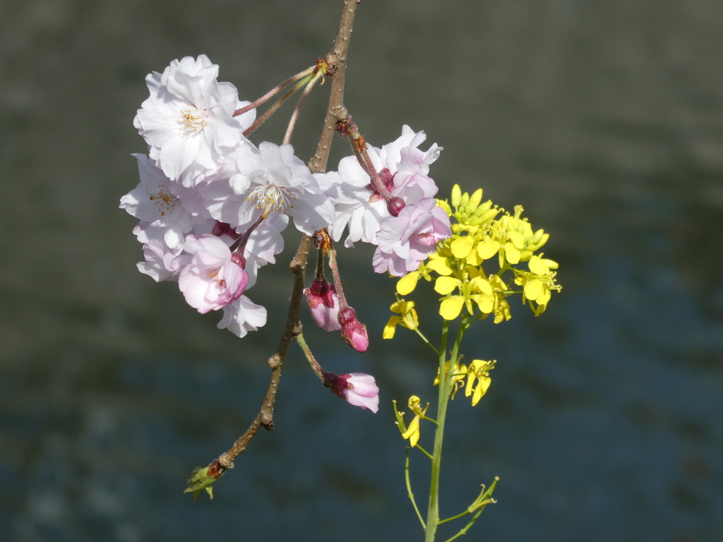 菜の花とキス