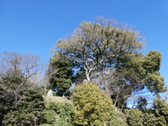 トトロの森ってこんな感じ？