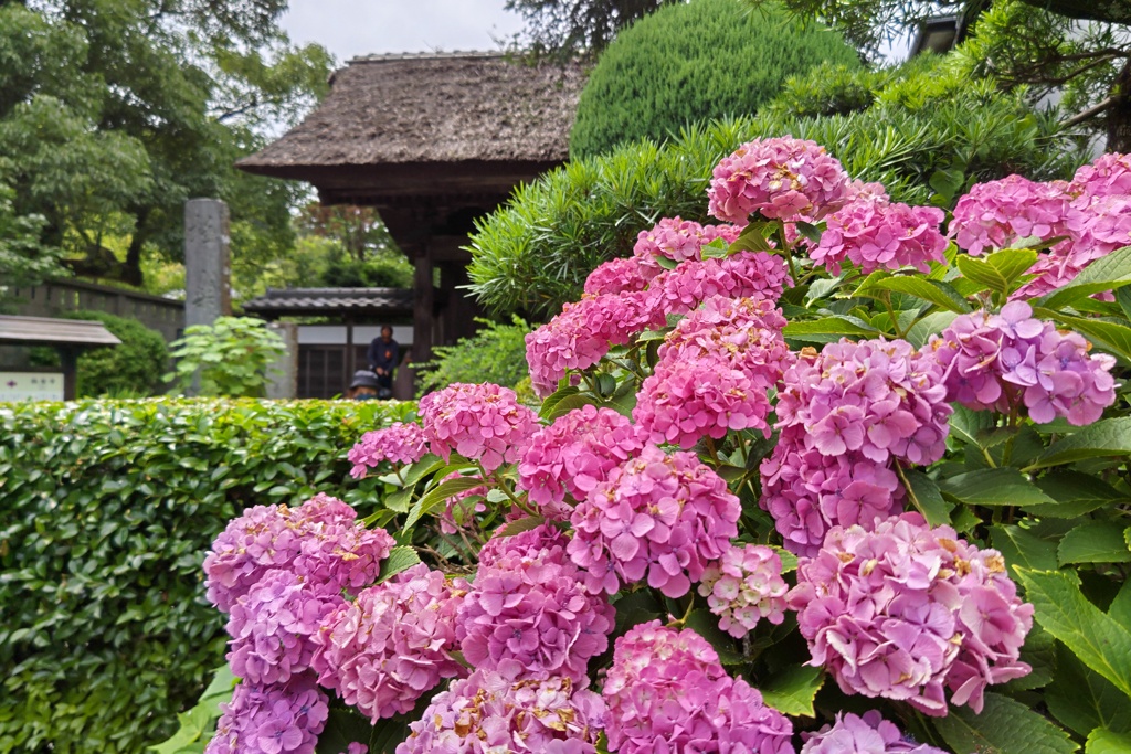 極楽寺山門と紫陽花