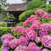 極楽寺山門と紫陽花