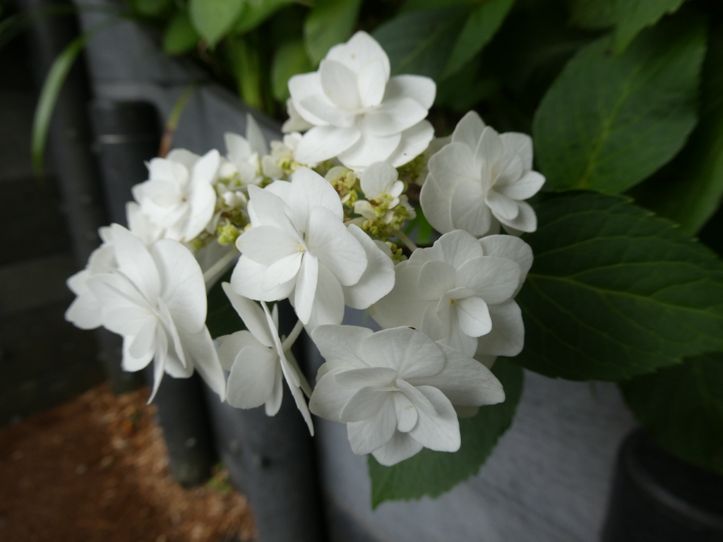 長谷寺の紫陽花(5)