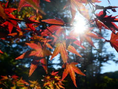 神々しき紅葉