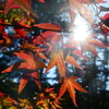 神々しき紅葉