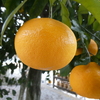 橙の実