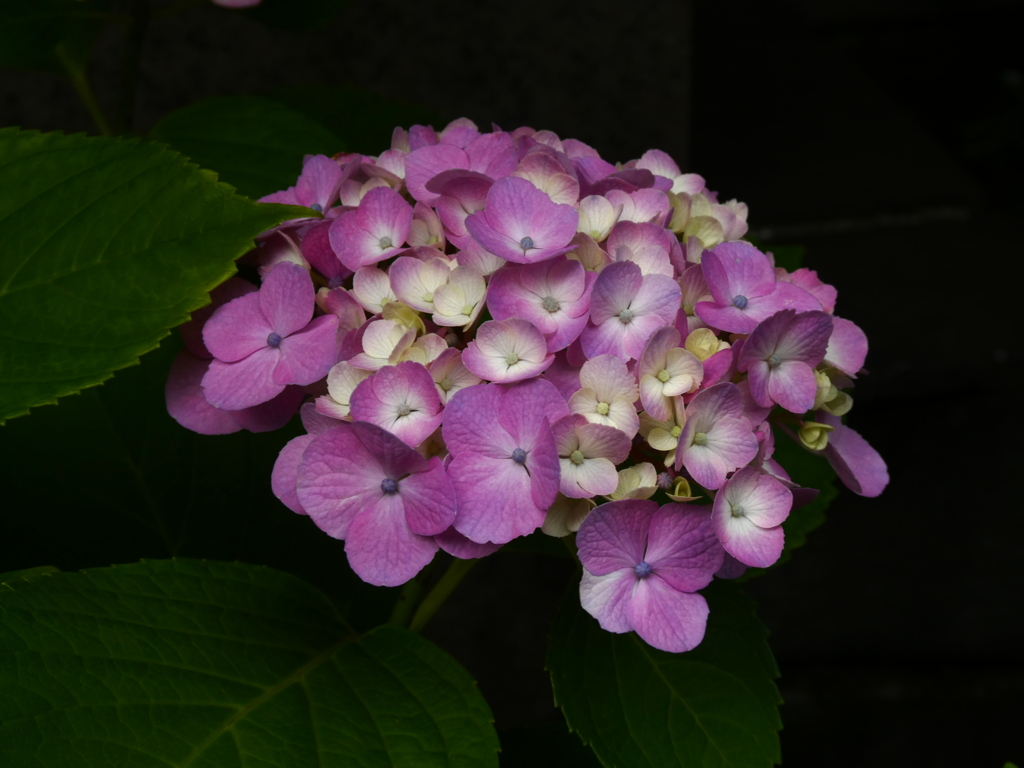 須賀神社の紫陽花