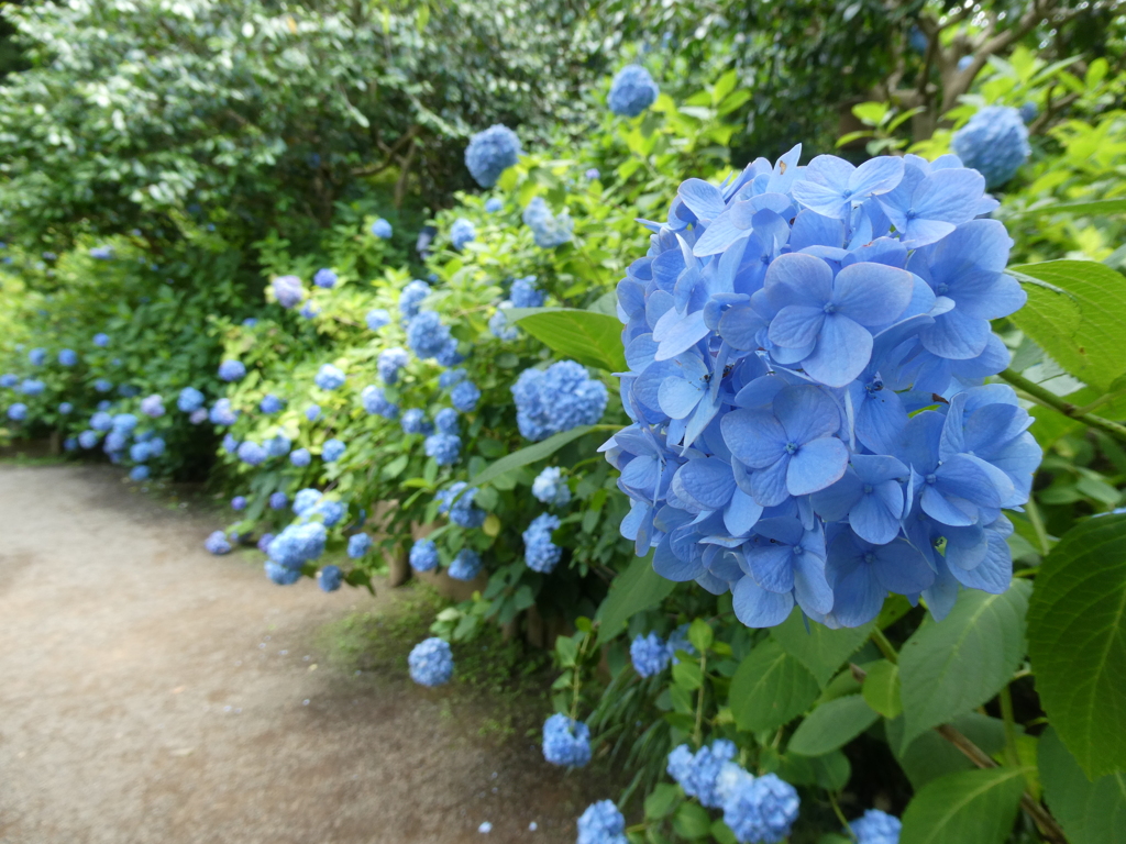 紫陽花の小径