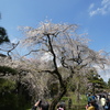 枝垂れ桜