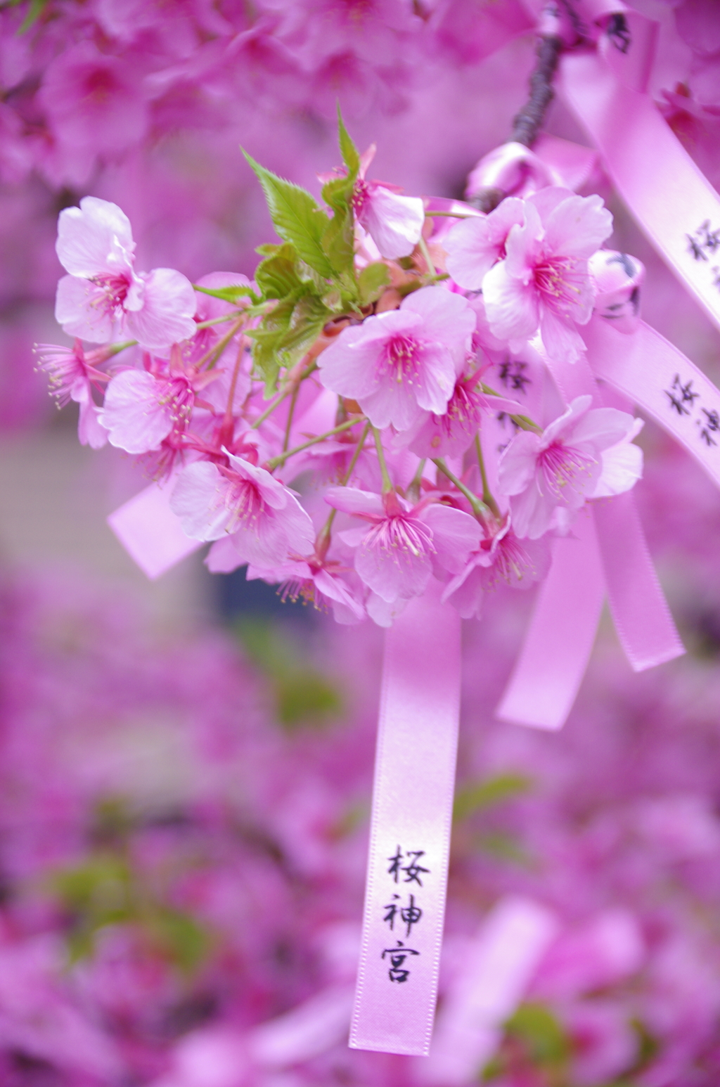 桜神宮の河津桜(1)