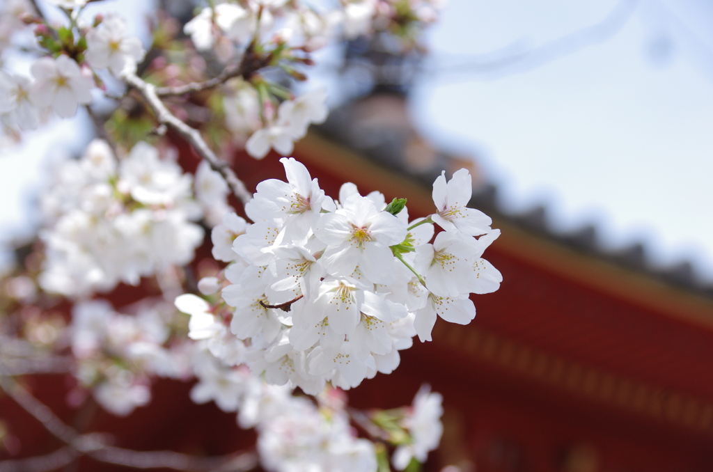 多宝塔と染井吉野(2)