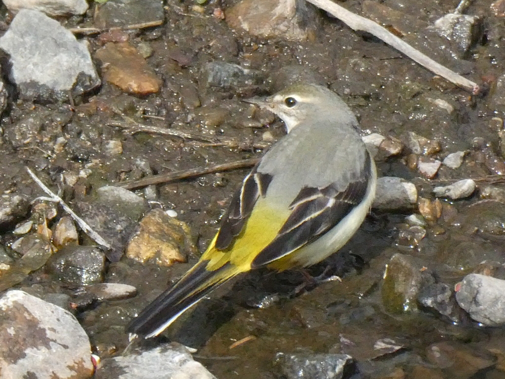 見返りキセキレイ