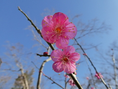 深大寺山門前の紅梅
