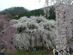 清雲寺の枝垂桜(13)