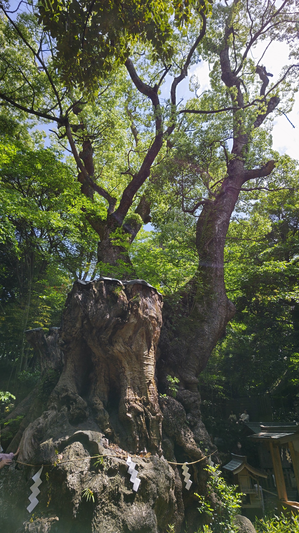 来宮神社の大楠(1)