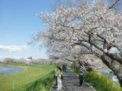 柳瀬川の春(２)