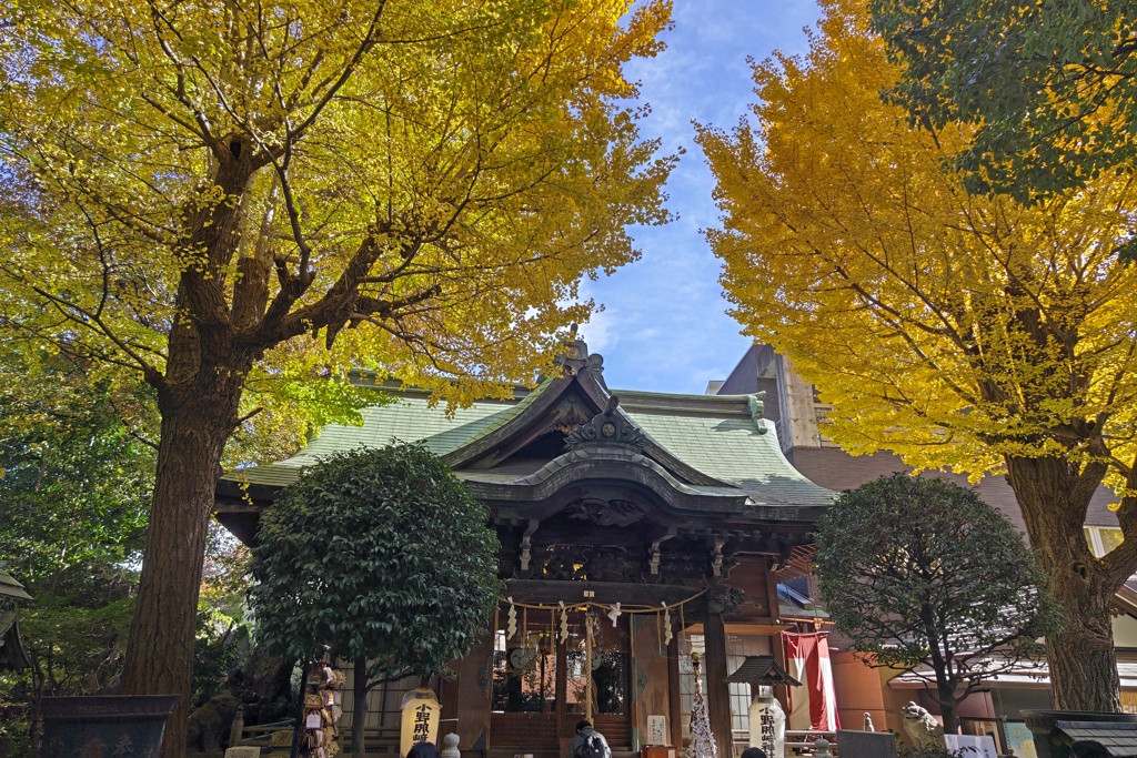 黄金の銀杏に彩られ・・・