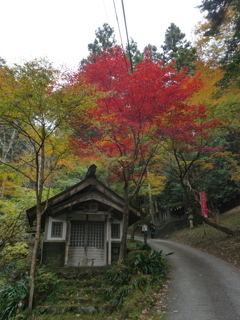 紅葉と謎の小屋