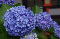 青紫の紫陽花