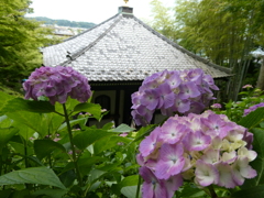 長谷寺経蔵と紫紫陽花