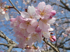 北浅羽の安行寒桜(3)