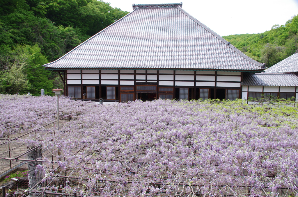 長泉寺と骨波田の藤