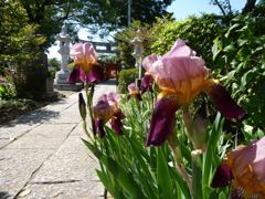 杜若と尾曳稲荷神社参道