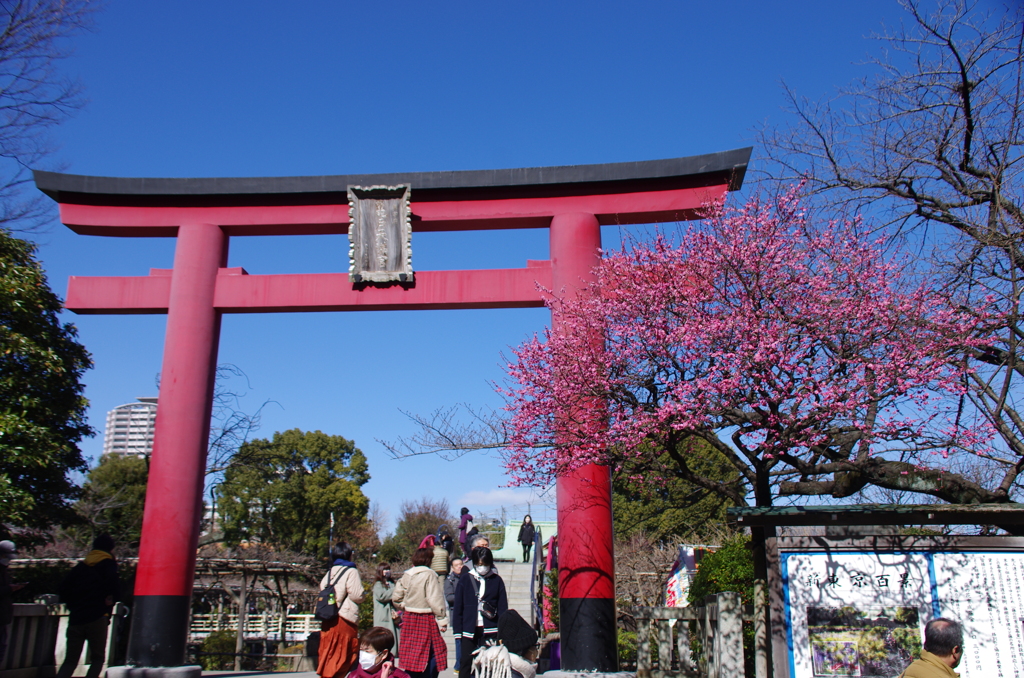 早春の亀戸天神大鳥居