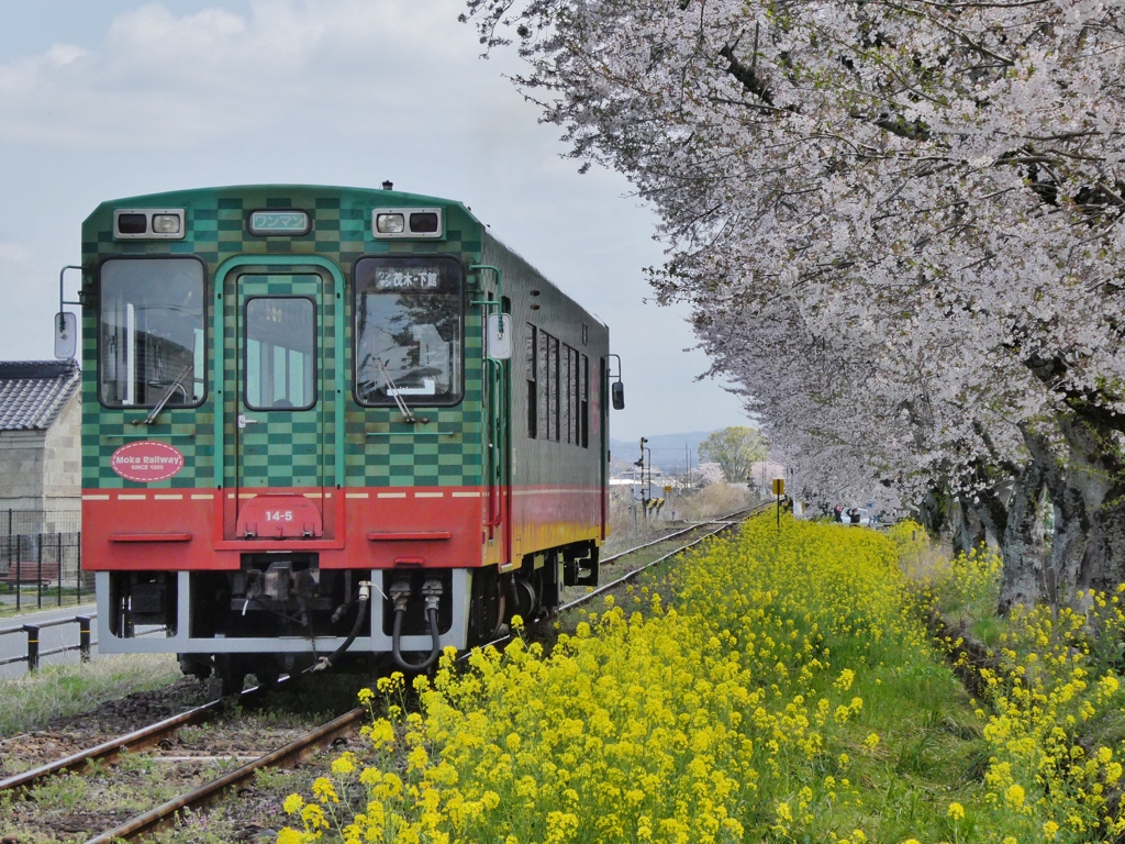 桜と菜の花と気動車