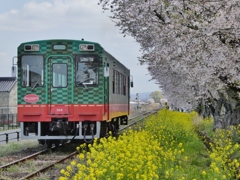 桜と菜の花と気動車