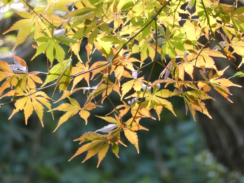 紅葉色づく(1)