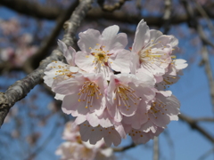 北浅羽の安行寒桜(5)