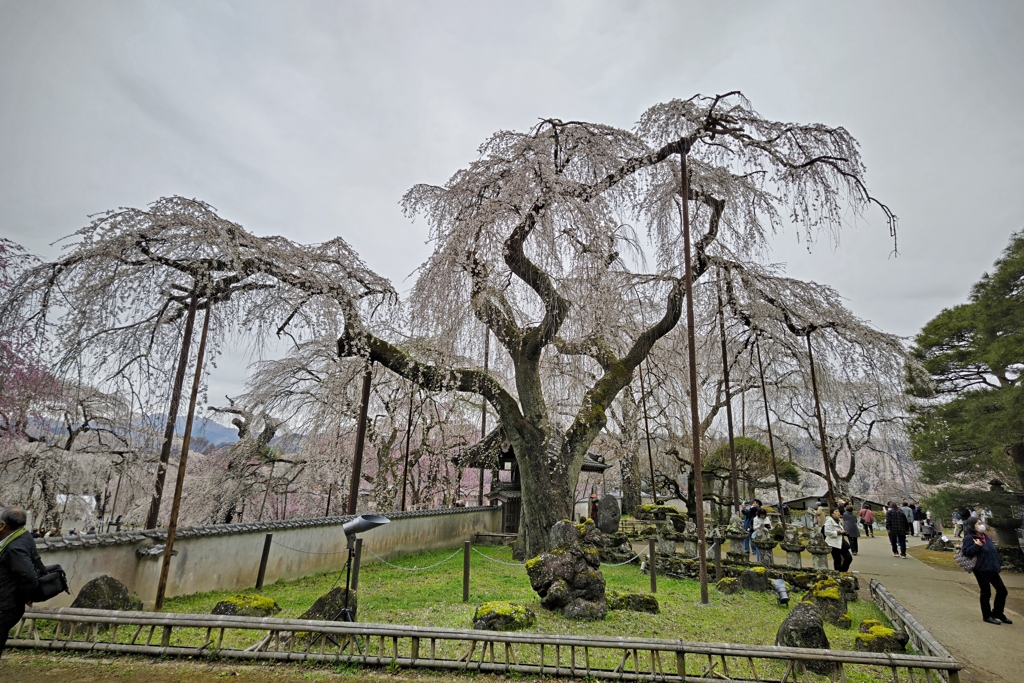 清雲寺の枝垂桜(4)