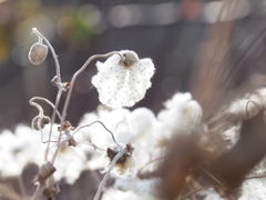 シュウメイギクの綿毛
